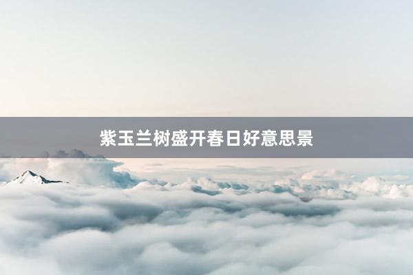 紫玉兰树盛开春日好意思景