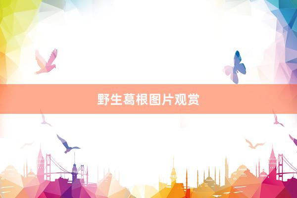 野生葛根图片观赏